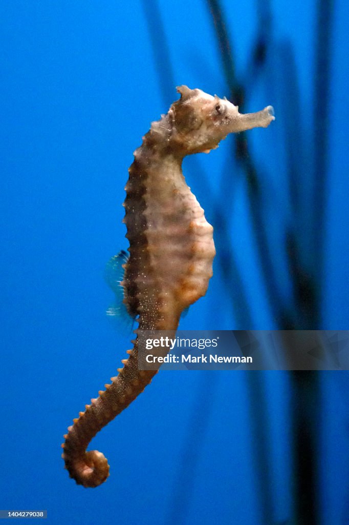Lined Sea Horse