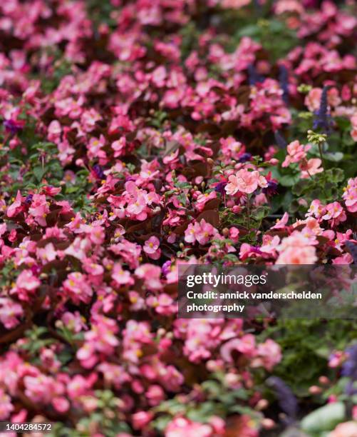 wax begonia - wax begonia stock pictures, royalty-free photos & images