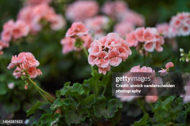 garden geranium - gerânio flor temperada - fotografias e filmes do acervo