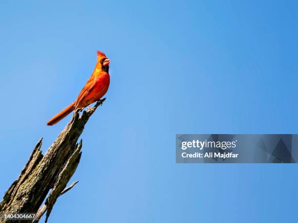male cardinal - blue cardinal bird imagens e fotografias de stock