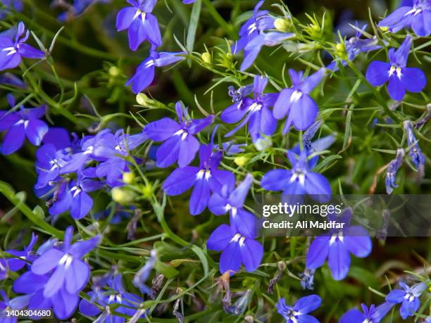 blue cascade flowers - lobelia stock pictures, royalty-free photos & images