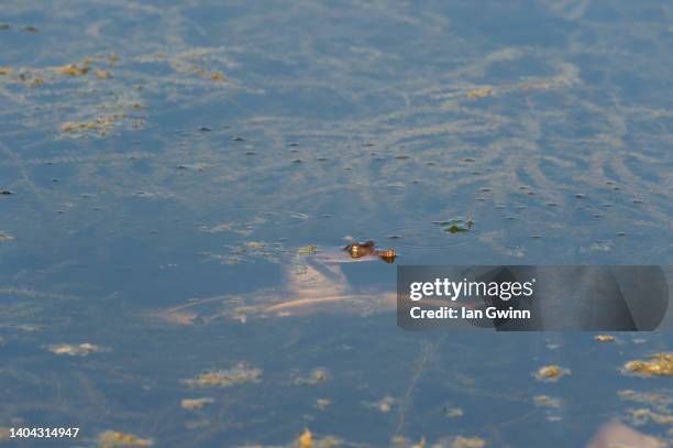 florida softshell turtle_1 - florida softshell turtle stock pictures, royalty-free photos & images