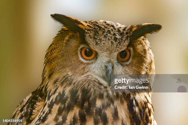 eurasian eagle owl - eurasian eagle owl stockfoto's en -beelden