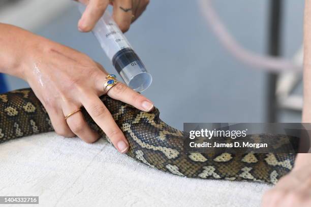 Python Snake Intubation Chicken Snake Photos and Premium High Res Pictures - Getty Images