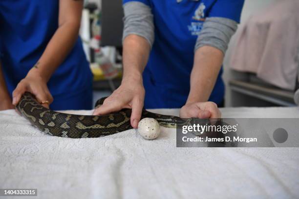 Python Endoscopy Endoscopy Unit Photos and Premium High Res Pictures - Getty Images