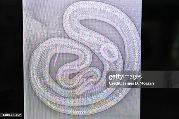 Body Inside Python 67 Coastal Carpet Python Stock Photos, High-Res Pictures, and Images ...