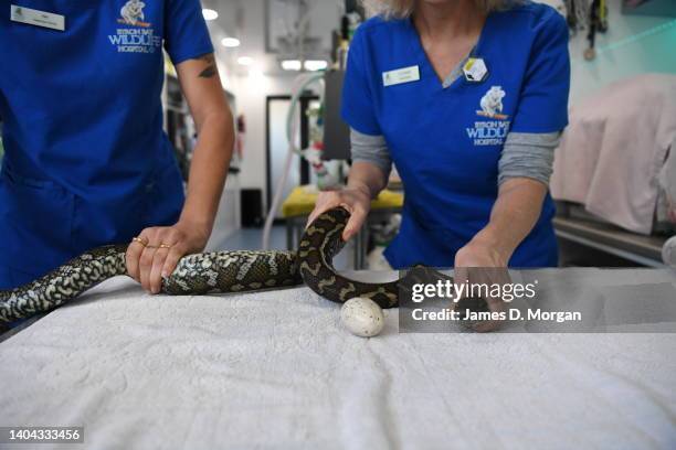 Python Snake Intubation Endoscopy Unit Photos and Premium High Res Pictures - Getty Images