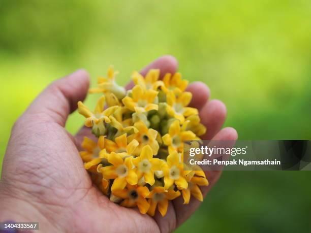 cowslip creeper yellow flower vegetable in hand woman on garden nature food background - cowslip stock pictures, royalty-free photos & images