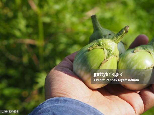 solanum eggplant in woman hand solanaceae s. melongena l. var. serpentinum (desf.) l. h. bailey green vegetable, food on white background - seitan foto e immagini stock