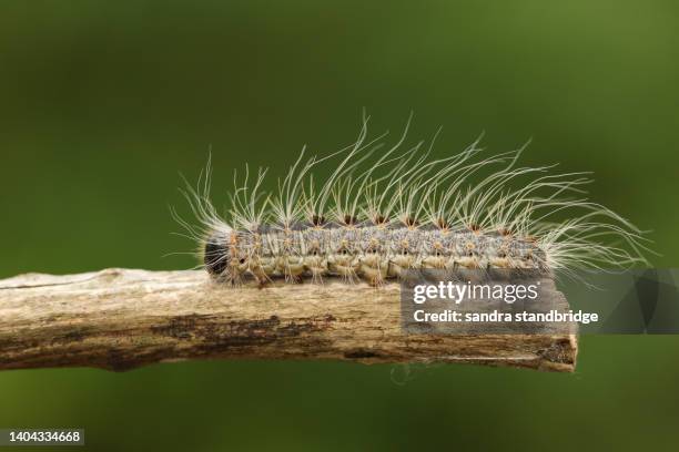 an oak processionary moth caterpillar, thaumetopoea processionea, walking along a twig in woodland. - caterpillar stock pictures, royalty-free photos & images