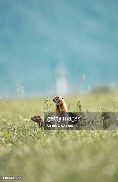 group of gophers ground squirre standing in the green grass - funny groundhog stock pictures, royalty-free photos & images