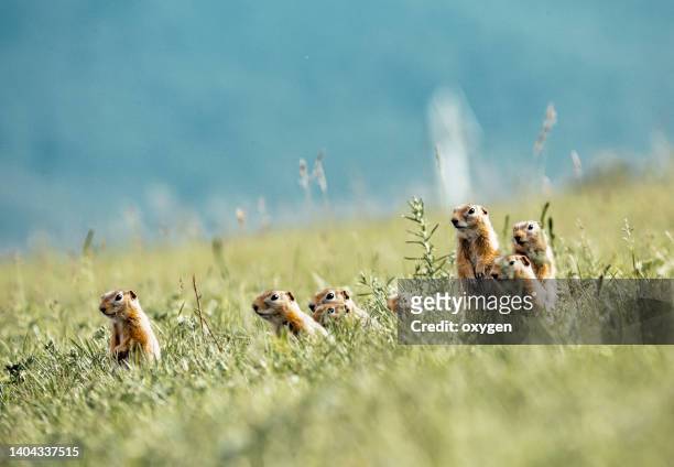 group of gophers ground squirre standing in the green grass - funny groundhog stock pictures, royalty-free photos & images