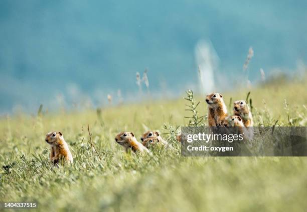 group of gophers ground squirre standing in the green grass - funny groundhog 個照片及圖片檔