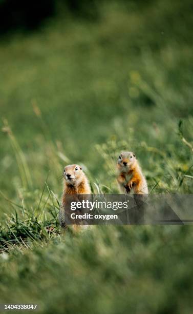 group of gophers ground squirre standing in the green grass - tuza fotografías e imágenes de stock