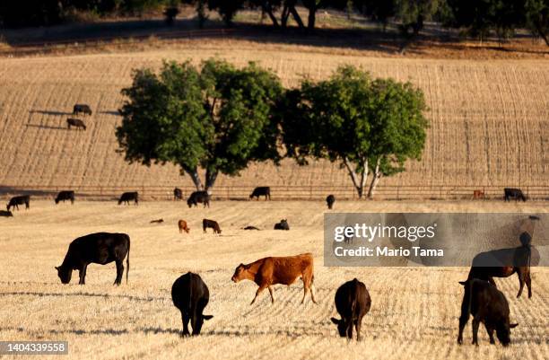 Cattle graze amid drought conditions on June 21, 2022 near Ojai, California. According to the U.S. Drought Monitor, most of Ventura County is...