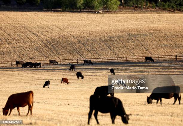 Cattle graze amid drought conditions on June 21, 2022 near Ojai, California. According to the U.S. Drought Monitor, most of Ventura County is...