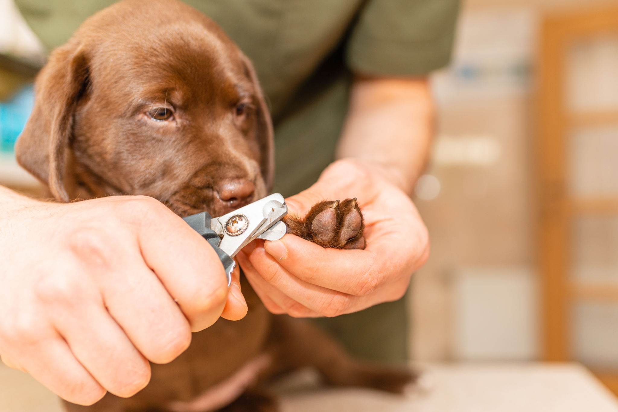pet nail trimming