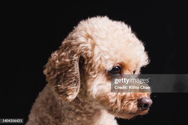 studio shot of poodle dog against black background - portrait chantier stock-fotos und bilder