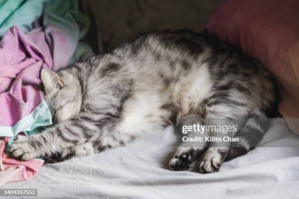 short hair cat sleeping in bed burying its head into the blanket - korthaarkat stockfoto's en -beelden