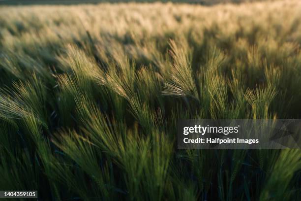 close up of agricultural field during sunset. - kakigroen stockfoto's en -beelden