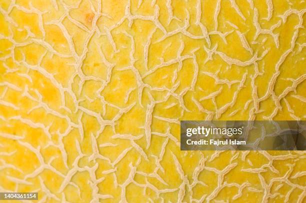 macro shot of a cantaloupe's reticulated skin - cantaloupe melon stock pictures, royalty-free photos & images