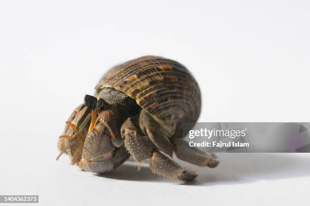 hermit crab from caribbean sea isolated on white background - hermit crab stock pictures, royalty-free photos & images