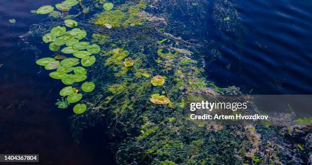 vibrant nature background of water lilies pads and duckweed - kroos stockfoto's en -beelden