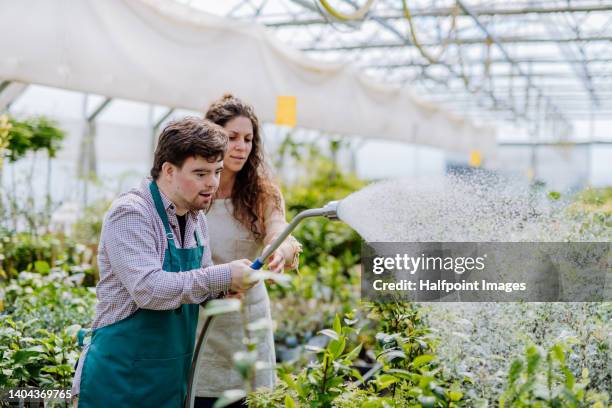 man with down syndrome working together with his colleague in garden centre, watering plants. social inclusion concept. - verkäuferin stock-fotos und bilder