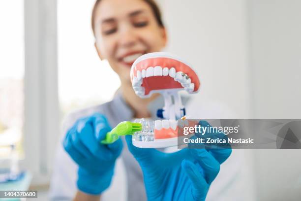 female dentist showing teeth model explaining toothbrush dental hygiene - escova de dentes imagens e fotografias de stock