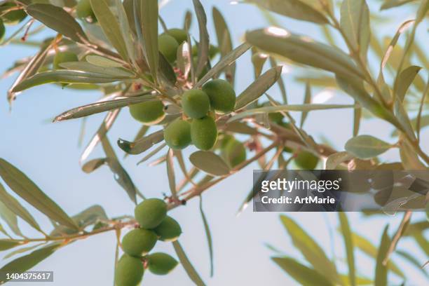 olive primo piano - ramo di ulivo foto e immagini stock