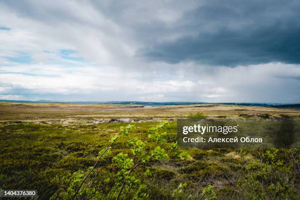 summer landscape of the green polar tundra with boulders in the foreground and lake on the horizon. northern nature in the vicinity teriberka (kola peninsula, russia) - toundra photos et images de collection