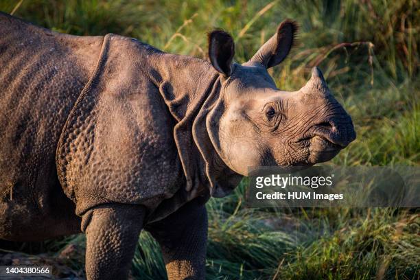 November 2017. Greater One-horned Rhinoceros . Chitwan National Park, Nepal.