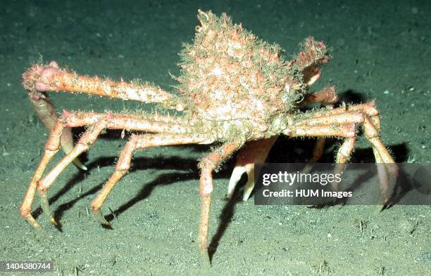 Spider Crabs Photos and Premium High Res Pictures - Getty Images