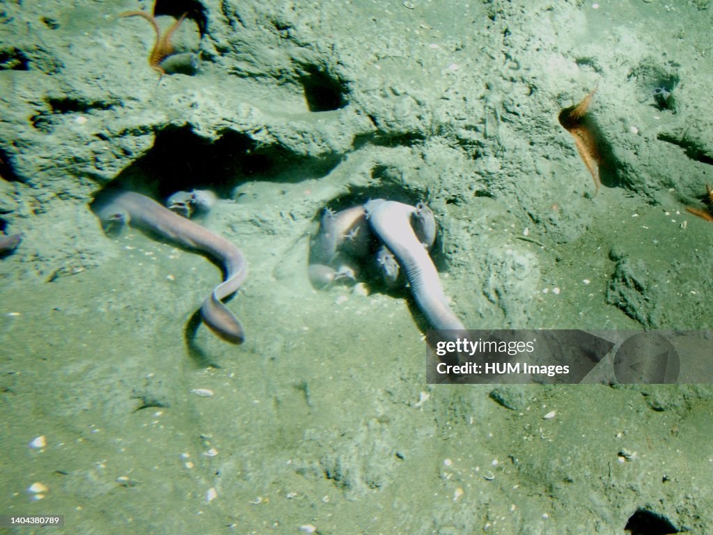 Pacific hagfish (Eptatretus stoutii) in a hole at 150 meters depth