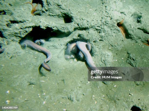 Pacific hagfish in a hole at 150 meters depth.