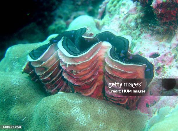 Fluted giant clam .