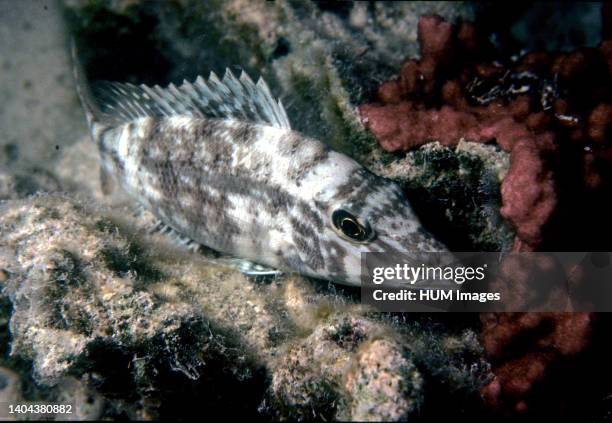 One Tree Reef. Smalltooth emperor mottled coloration, night appearance.