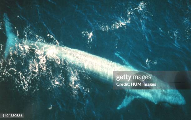 Adult blue whale from the eastern Pacific Ocean.