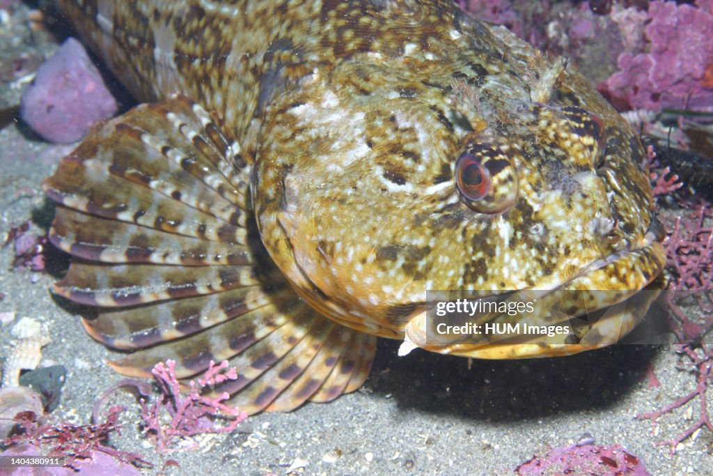 A large Sculpin; cabezon Scorpaenichthys marmoratus is well known for its large head. This photo was taken with a strobe at high power