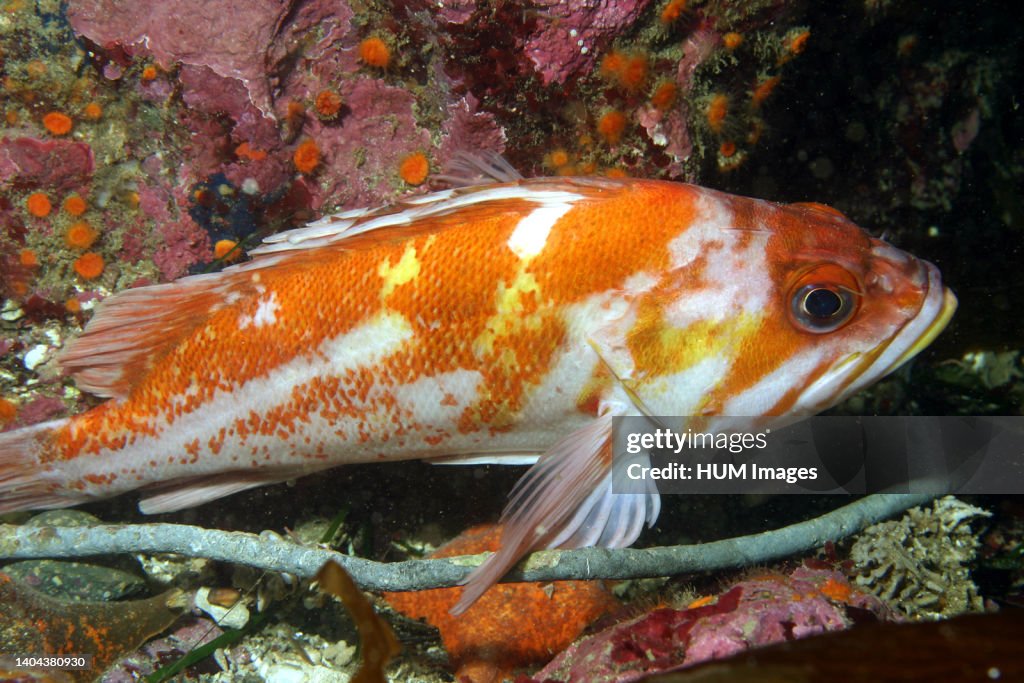 Copper rockfish (Sebastes caurinus)