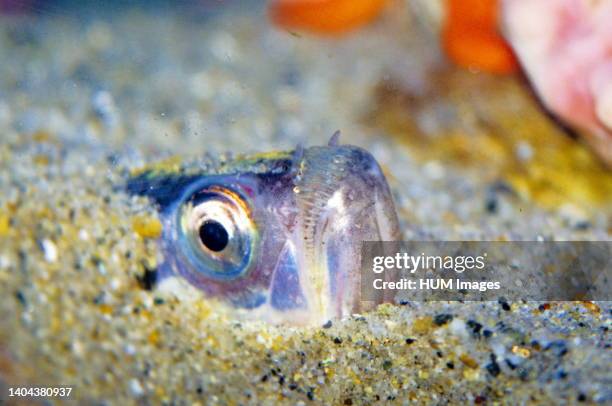 Sandfish Photos and Premium High Res Pictures - Getty Images