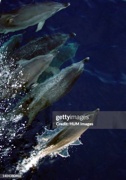 Atlantic spotted dolphin - Stenella frontalis.