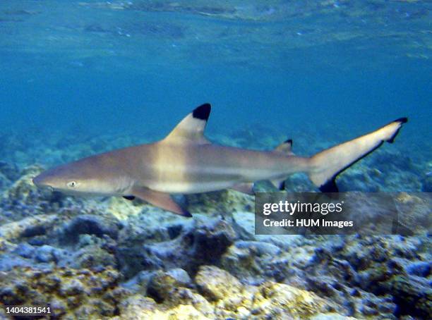 Blacktip reef shark .