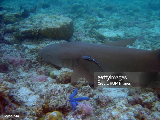 Tawny nurse shark off Palau.