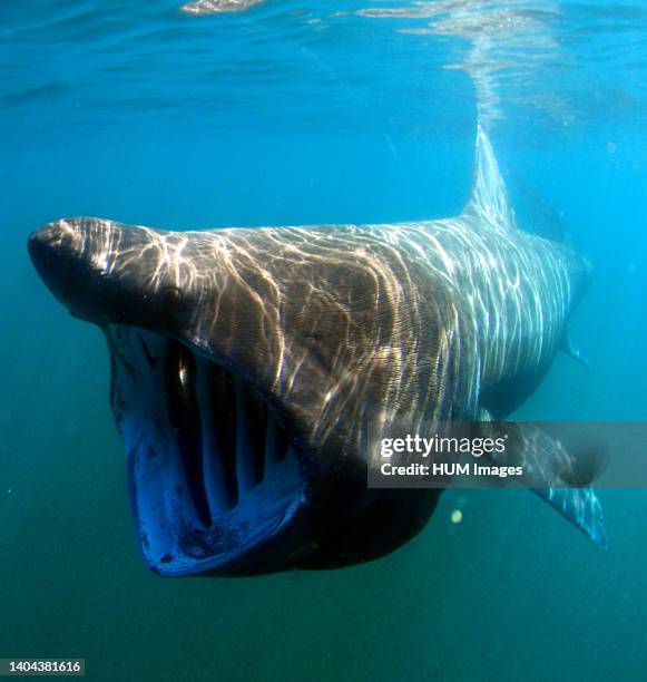 Basking shark .