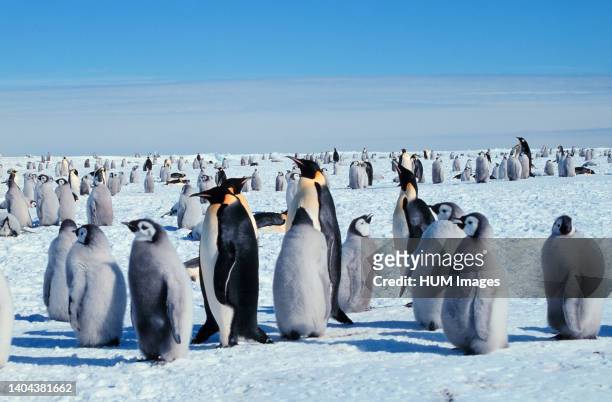 Emperor penguins with their young ca. 2006.