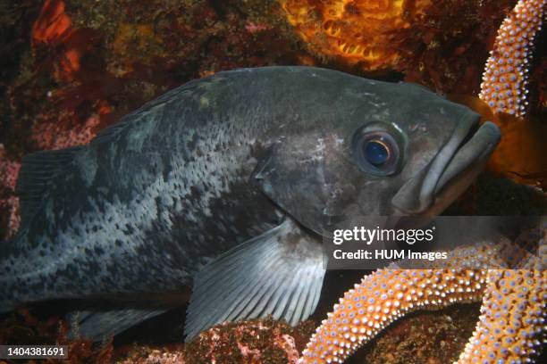 Black Rockfish .