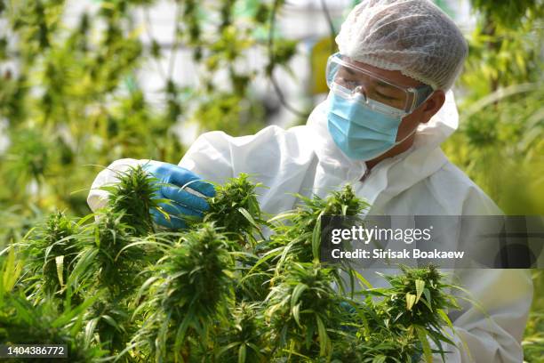 cannabis flower researcher growing cannabis plants - human joint stock-fotos und bilder