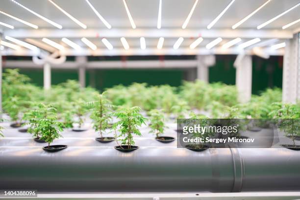 trays with plant seedings modern in vertical farm - hidropónica fotografías e imágenes de stock