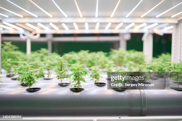 trays with plant seedings modern in vertical farm - seedling stockfoto's en -beelden